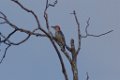 Red-bellied Woodpecker 2013-10-12